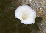 Beach Flower