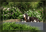 Sarah in the gardenLoRes.jpg
