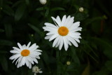 IMG_0254.JPG shasta daisy