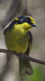 Yellow Tufted Honey Eater.jpg