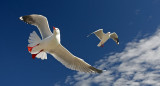 Gulls in Flight.jpg