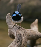 Superb Fairy Wren.jpg