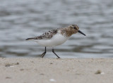 Sanderling