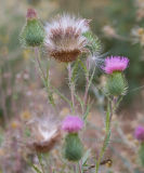 thistle