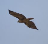 Red-tailed Hawk