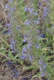 Woolly Blue Curls, a.k.a Vinegar Weed (Trichosstema lanceolatum)