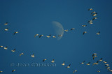 Flight In  Moon