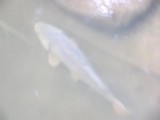 And we saw this 2-3 foot long carp under the bridge in the river!.JPG