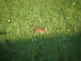 Now its mid-July and a young fawn is in the field.JPG