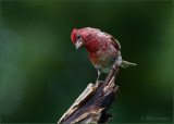 Purple Finch