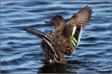 Green Wing Teal Female