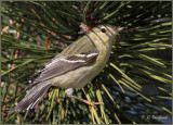 Blackpol Warbler