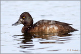 Lesser Scaup on Blue