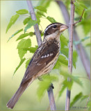 Female Rose Breasted Grosbeak