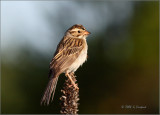 Clay Colored Sparrow with Ant