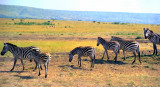 Zebras on the move