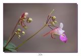 fleur au bord de leau