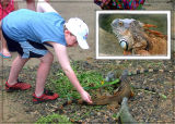 Josh feeding an Iguana