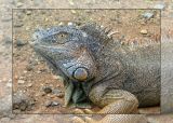 Iguana