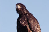 Immature Bald Eagle