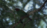 bay-headed tanager, Rancho Grande