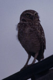 burrowing owl, race arubensis
