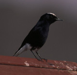 white-crowned black wheatear / witkaptapuit, Israel 2001