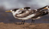 crested tern