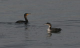 (great) cormorant  / (grote) aalscholver and great northern diver / ijsduiker, Polredijk, Veere