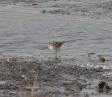 long-toed stint / taigastrandloper, Zwolle