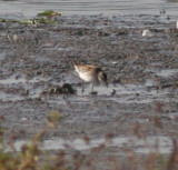 long-toed stint / taigastrandloper, Zwolle