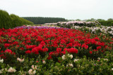Rhododendron plantation