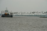 Ferry across the river Elbe