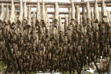  i Lofoten, stockfish