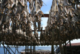  i Lofoten, stockfish