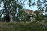 reindeer