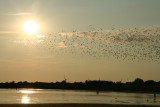 Air-show