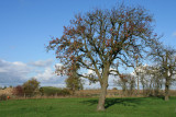 IMG_3775.JPG
