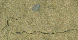 sand and weed