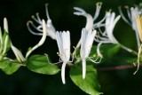 Honeysuckle, Japanese (Lonicera japonica)