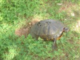 Chewed Up Turtle