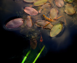 Pond Abstract #1