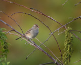 Imm White-Crowned Sparrow IMG_3668.jpg