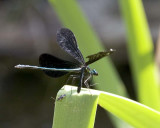 EbonyJewelwing19.jpg