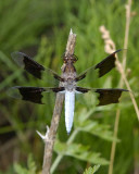 WhitetailDragonfly14R.jpg