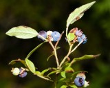 HighbushBlueberries1R.jpg