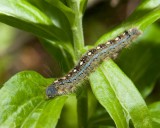 ForestTentCaterpillar3.jpg