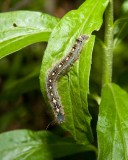 ForestTentCaterpillar4.jpg