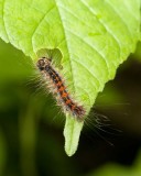 GypsyMothCaterpillar10.jpg