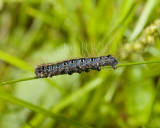 EasternTentCaterpillar3.jpg